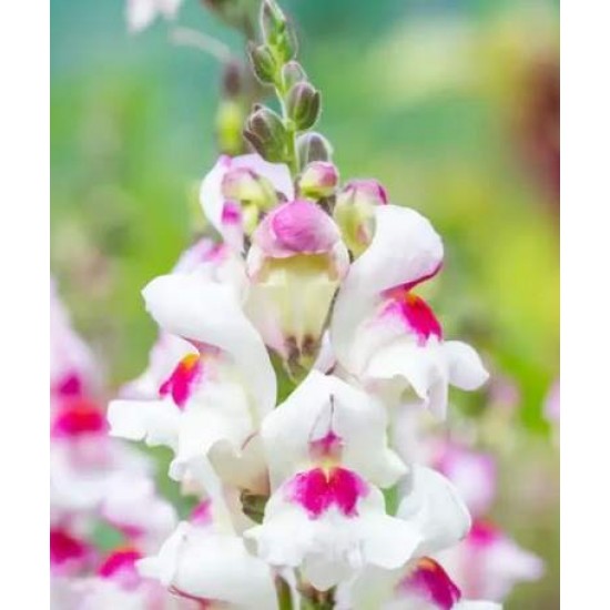 Semințe gura leului Lucky Lips (antirrhinum majus) - 1 plic Semințe gura leului Lucky Lips (antirrhinum majus) - 1 plic