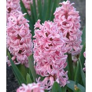 Bulbi zambile Anna Marie - Pachet 3 bucați