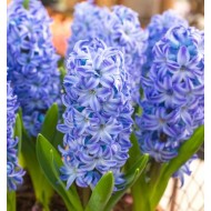 Bulbi zambile Aqua - Pachet 3 bucăți