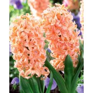 Bulbi zambile Gipsy Queen - Pachet 3 bucați