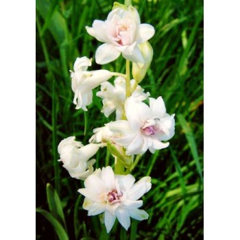 Bulbi zambile duble (bătute) Gloria Mundi - 1 bucată! Din anul 1767, soi istoric, vezi detalii