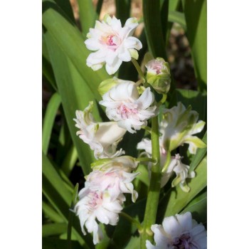 Bulbi zambile duble (bătute) Gloria Mundi - 1 bucată! Din anul 1767, soi istoric, vezi detalii