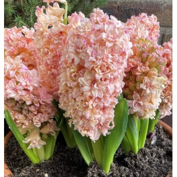 Bulbi zambile duble (bătute) Masquerade - 1 bucată !!!