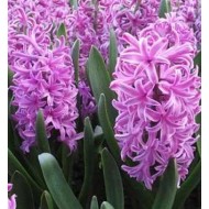 Bulbi zambile Purple Voice - Pachet 3 bucați Bulbi zambile Purple Voice - Pachet 3 bucați