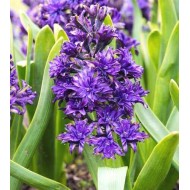 Bulbi zambile duble (bătute) Twin Pearl - 1 bucată !!! Bulbi zambile duble (bătute) Twin Pearl - 1 bucată !!!