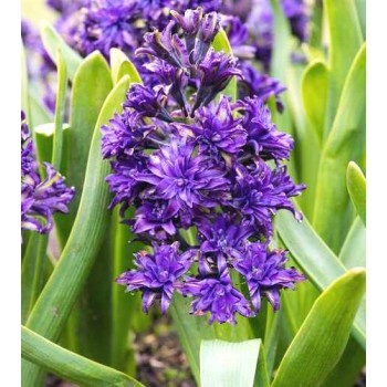 Bulbi zambile duble (bătute) Twin Pearl - 1 bucată !!!