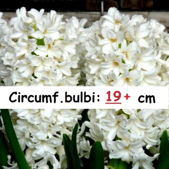 Pachet 10 bulbi zambile White Pearl cu circumf. 19/+!