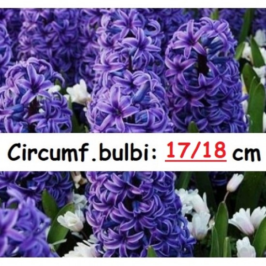 Pachet 10 bulbi zambile Blue Jacket cu circumf. 17/18 cm!