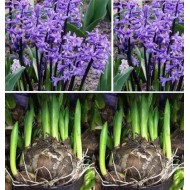 Bulbi zambile multiflora blue - 1 bucată !!!