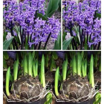 Bulbi zambile multiflora blue - 1 bucată !!!