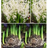 Bulbi zambile multiflora white - 1 bucată !!!