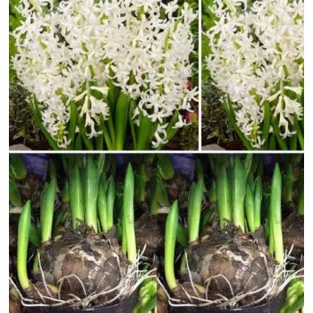 Bulbi zambile multiflora white - 1 bucată !!!