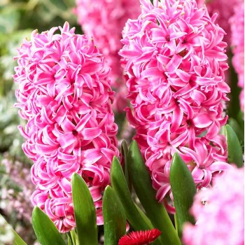 Bulbi zambile Pink Pearl - Pachet 3 bucați