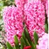 Bulbi zambile Pink Pearl - Pachet 3 bucați Bulbi zambile Pink Pearl - Pachet 3 bucați
