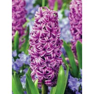 Bulbi zambile Purple Sensation - Pachet 3 bucați Bulbi zambile Purple Sensation - Pachet 3 bucați