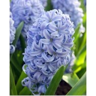 Bulbi zambile Sky Jacket - Pachet 3 bucați Bulbi zambile Sky Jacket - Pachet 3 bucați