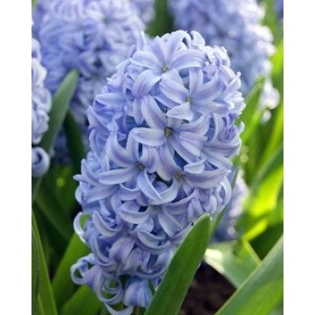 Bulbi zambile Sky Jacket - Pachet 3 bucați