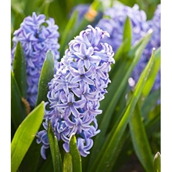 Bulbi zambile Sky Jacket - Pachet 3 bucați