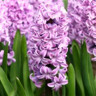 Bulbi zambile Splendid Cornelia - Pachet 3 bucați