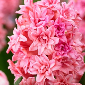 Bulbi zambile duble (bătute) Spring Beauty  - 1 bucată !!!