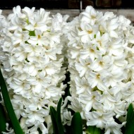 Bulbi zambile White Pearl - Pachet 3 bucați Bulbi zambile White Pearl - Pachet 3 bucați