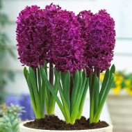 Bulbi zambile Woodstock ® - Pachet 3 bucați Bulbi zambile Woodstock ® - Pachet 3 bucați