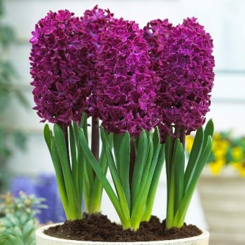 Bulbi zambile Woodstock ® - Pachet 3 bucați