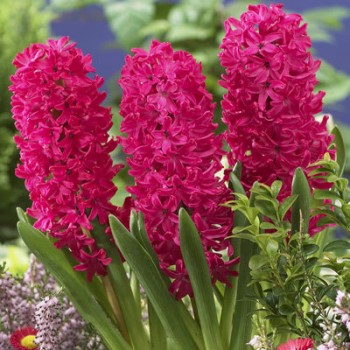 Bulbi zambile Jan Bos - Pachet 3 bucați